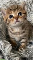 Reinrassige BKH Kitten, Kater abzugeben