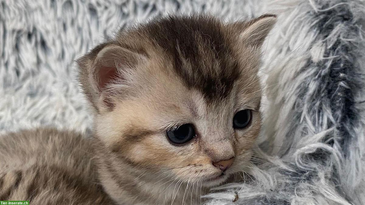 Bild 2: Reinrassige BKH Kitten, Kater abzugeben