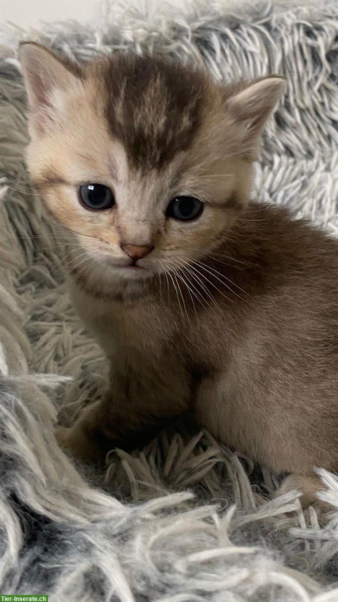 Bild 3: Reinrassige BKH Kitten, Kater abzugeben