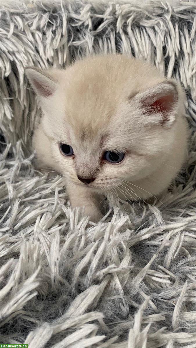 Bild 4: Reinrassige BKH Kitten, Kater abzugeben