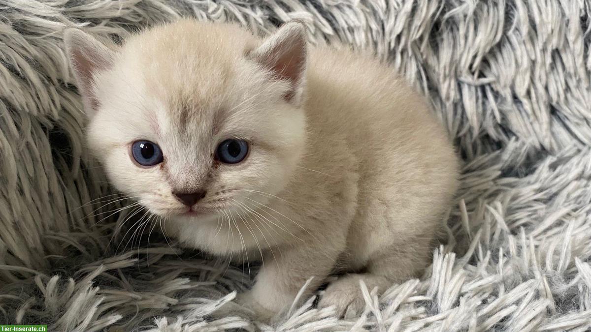 Bild 5: Reinrassige BKH Kitten, Kater abzugeben
