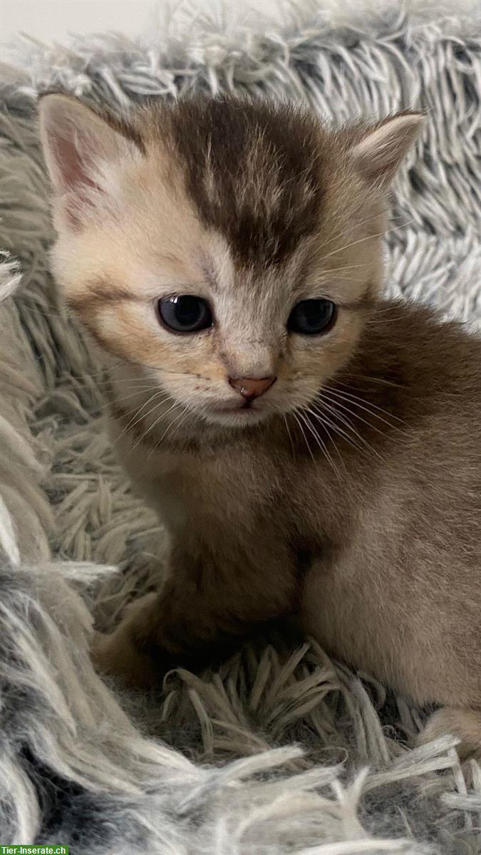Bild 6: Reinrassige BKH Kitten, Kater abzugeben