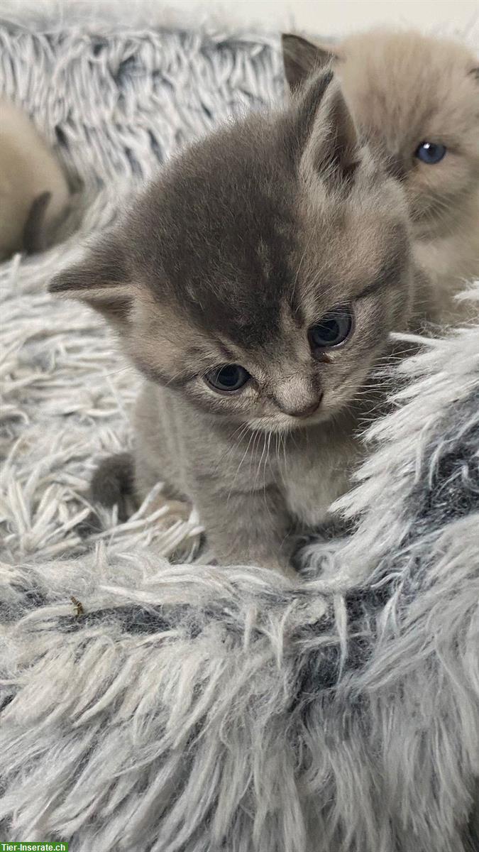 Bild 7: Reinrassige BKH Kitten, Kater abzugeben