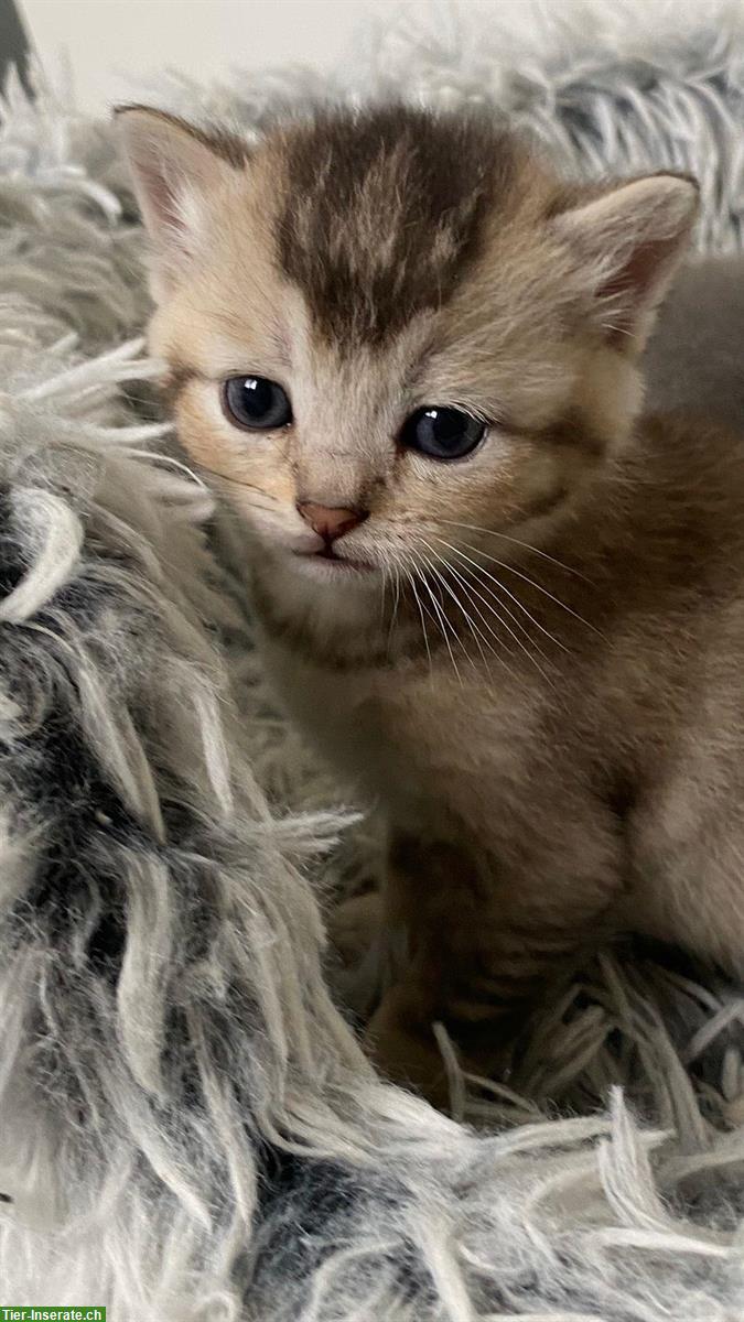 Bild 9: Reinrassige BKH Kitten, Kater abzugeben