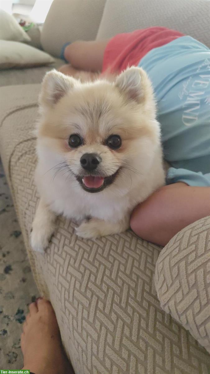 Pomeranian Teddybär, Rüde 14 Monate alt, Zürich