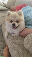 Pomeranian Teddybär, Rüde 14 Monate alt, Zürich