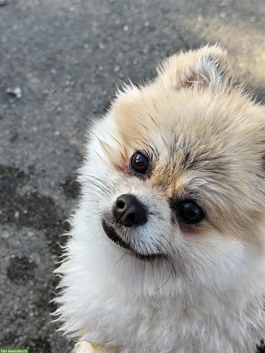 Bild 2: Pomeranian Teddybär, Rüde 14 Monate alt, Zürich