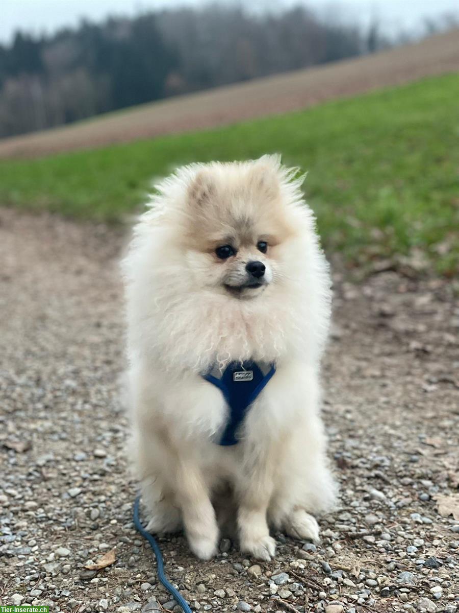 Bild 3: Pomeranian Teddybär, Rüde 14 Monate alt, Zürich