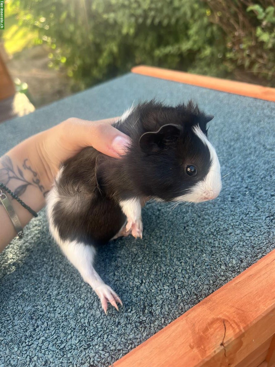 Junge Meerschweinchen männlich zu verkaufen