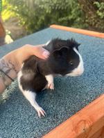 Junge Meerschweinchen männlich zu verkaufen