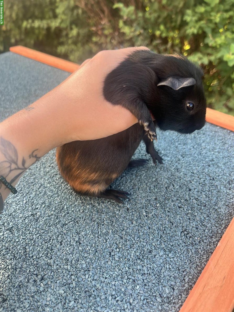 Bild 2: Junge Meerschweinchen männlich zu verkaufen