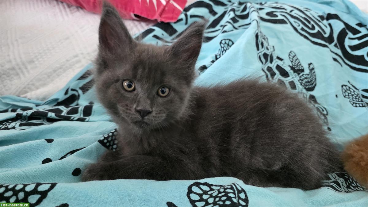 Zauberhaftes Maine Coon Kitten, männlich