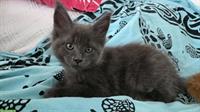 Zauberhaftes Maine Coon Kitten, männlich