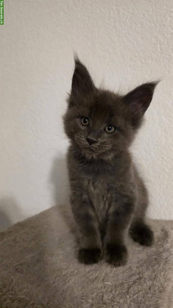 Bild 2: Zauberhaftes Maine Coon Kitten, männlich