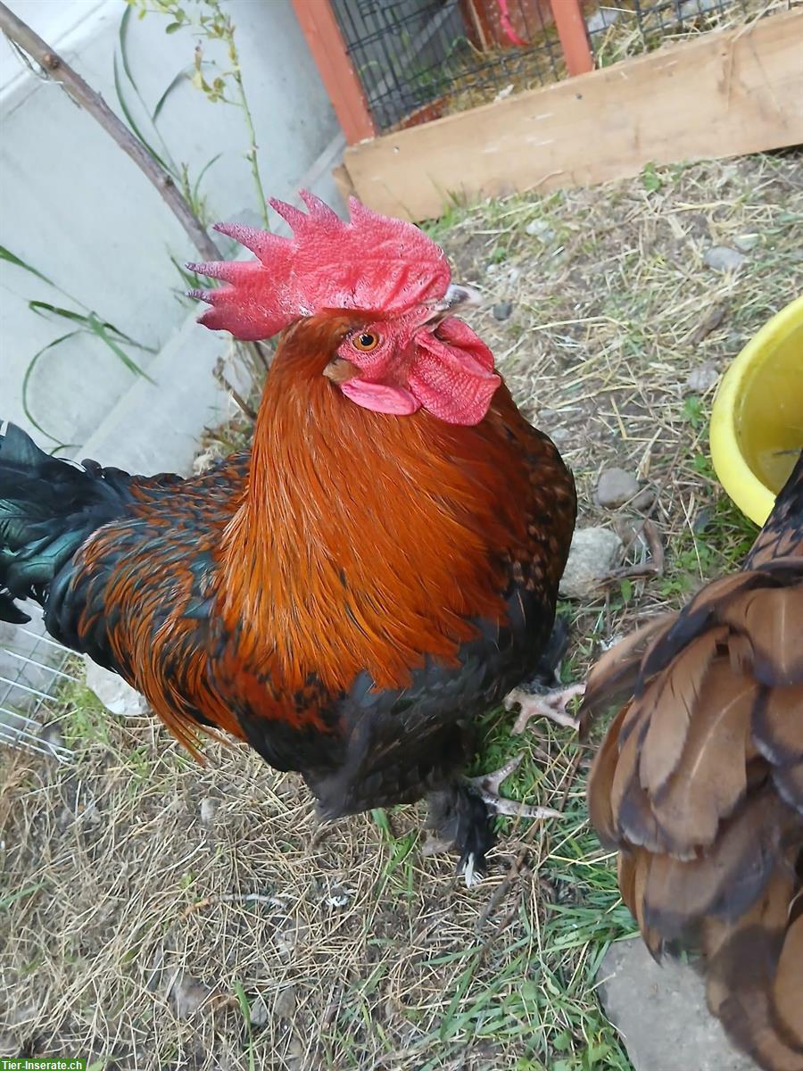 Marans Hahn gratis abzugeben
