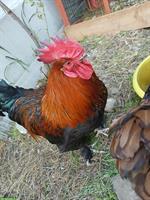 Marans Hahn gratis abzugeben