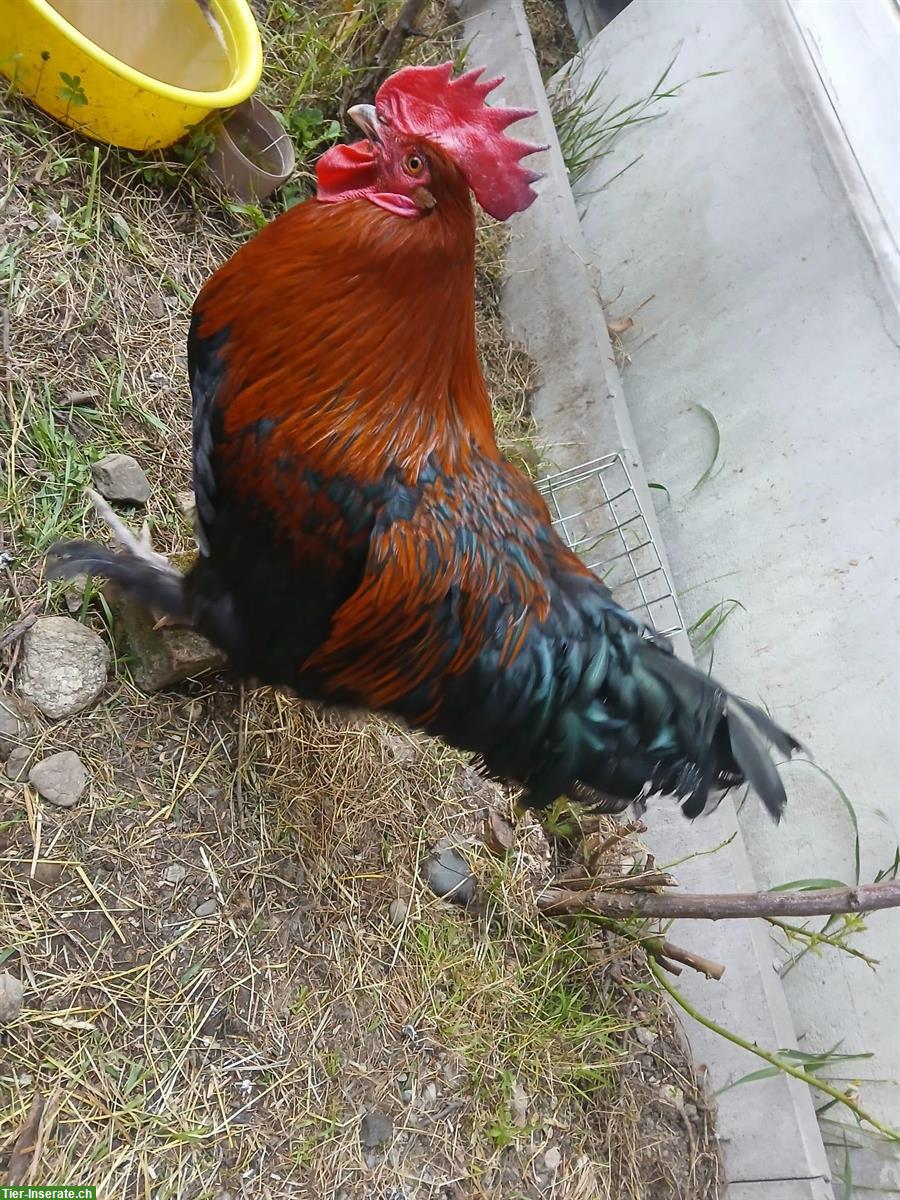 Bild 2: Marans Hahn gratis abzugeben