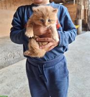 Langhaar Bauernhof Katzen zu verkaufen