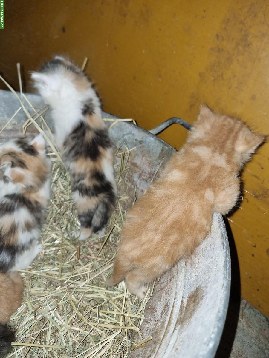 Bild 2: Langhaar Bauernhof Katzen zu verkaufen