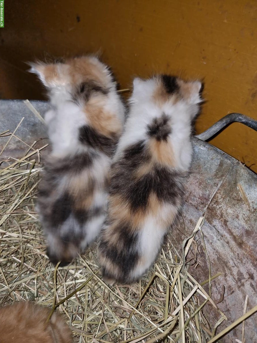 Bild 3: Langhaar Bauernhof Katzen zu verkaufen