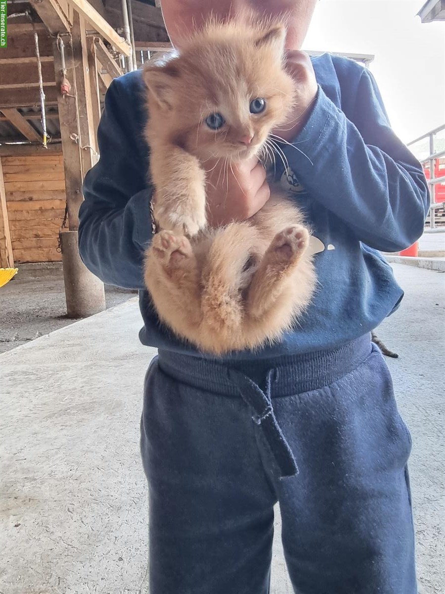 Bild 4: Langhaar Bauernhof Katzen zu verkaufen