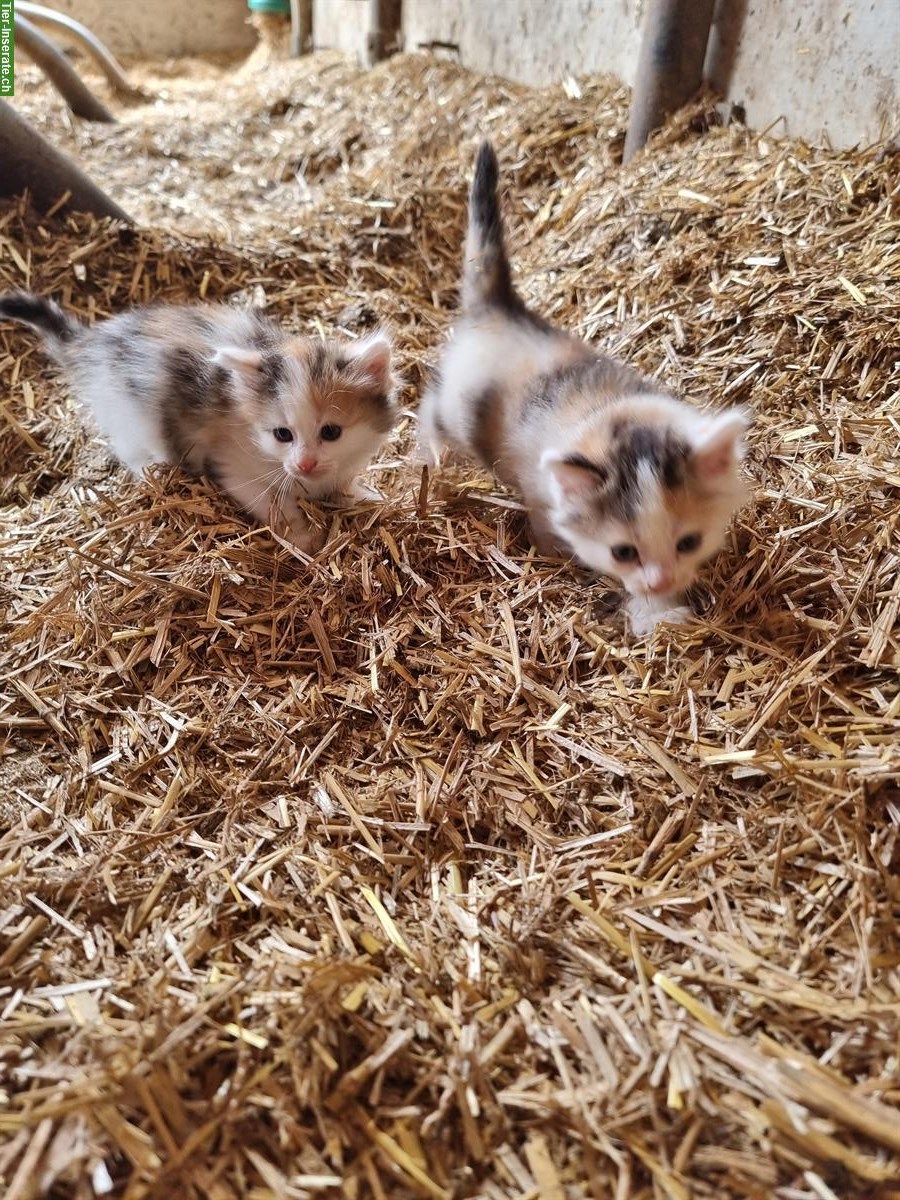 Bild 5: Langhaar Bauernhof Katzen zu verkaufen
