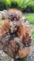Wunderschöner US Silkie Hahn abzugeben