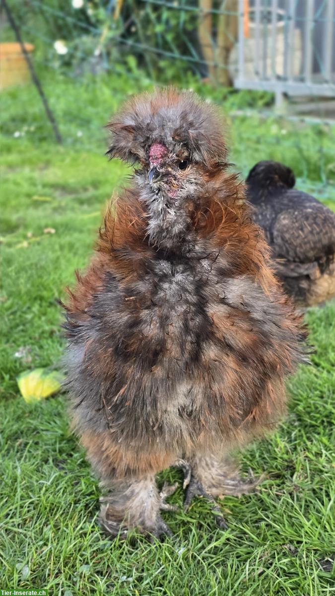 Bild 2: Wunderschöner US Silkie Hahn abzugeben