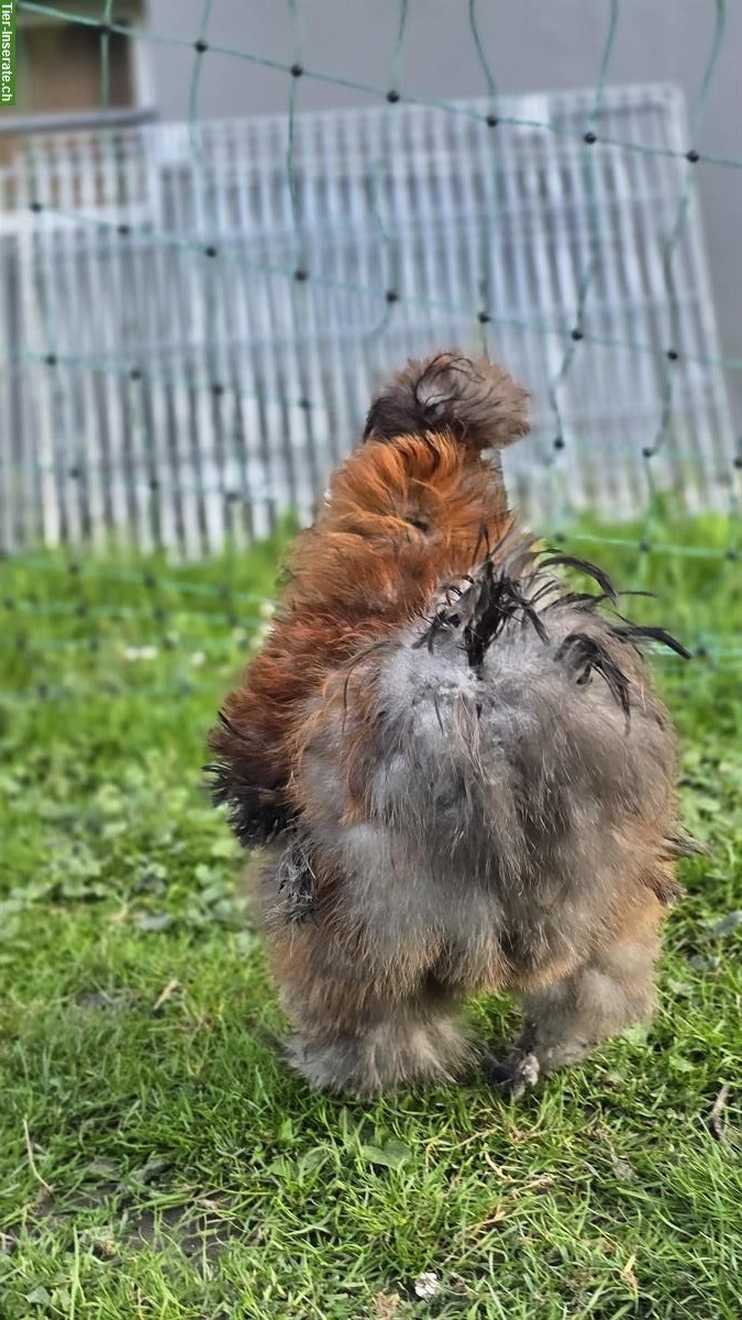 Bild 3: Wunderschöner US Silkie Hahn abzugeben