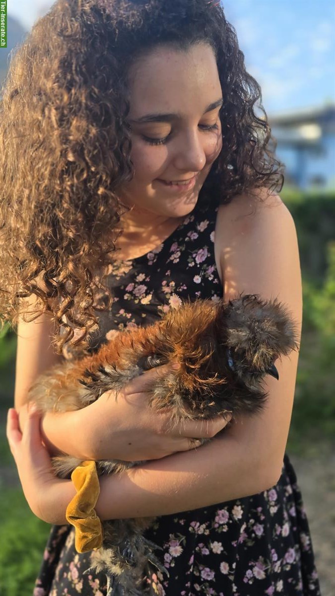 Bild 4: Wunderschöner US Silkie Hahn abzugeben