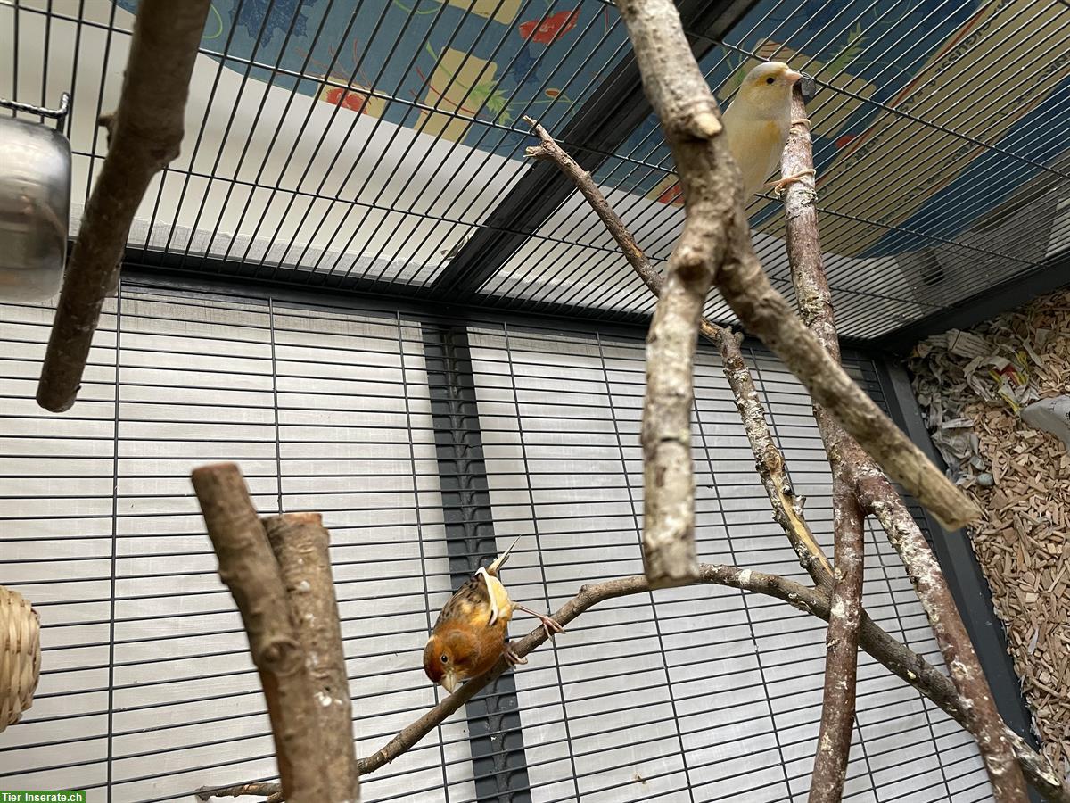 GRATIS: Kanarienvogel Paar mit Käfig / Zubehör abzugeben