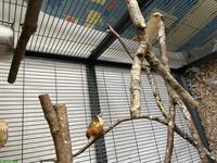 GRATIS: Kanarienvogel Paar mit Käfig / Zubehör abzugeben