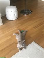 BKH Kater in lilac abzugeben