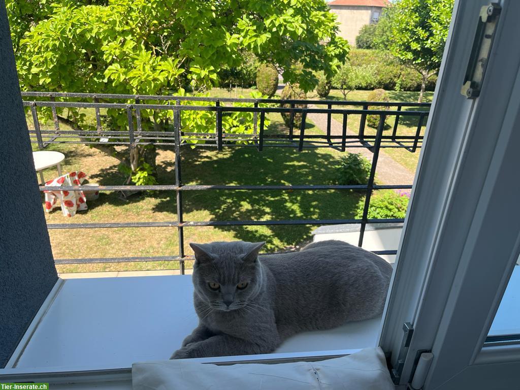 Bild 2: BKH Kater in lilac abzugeben
