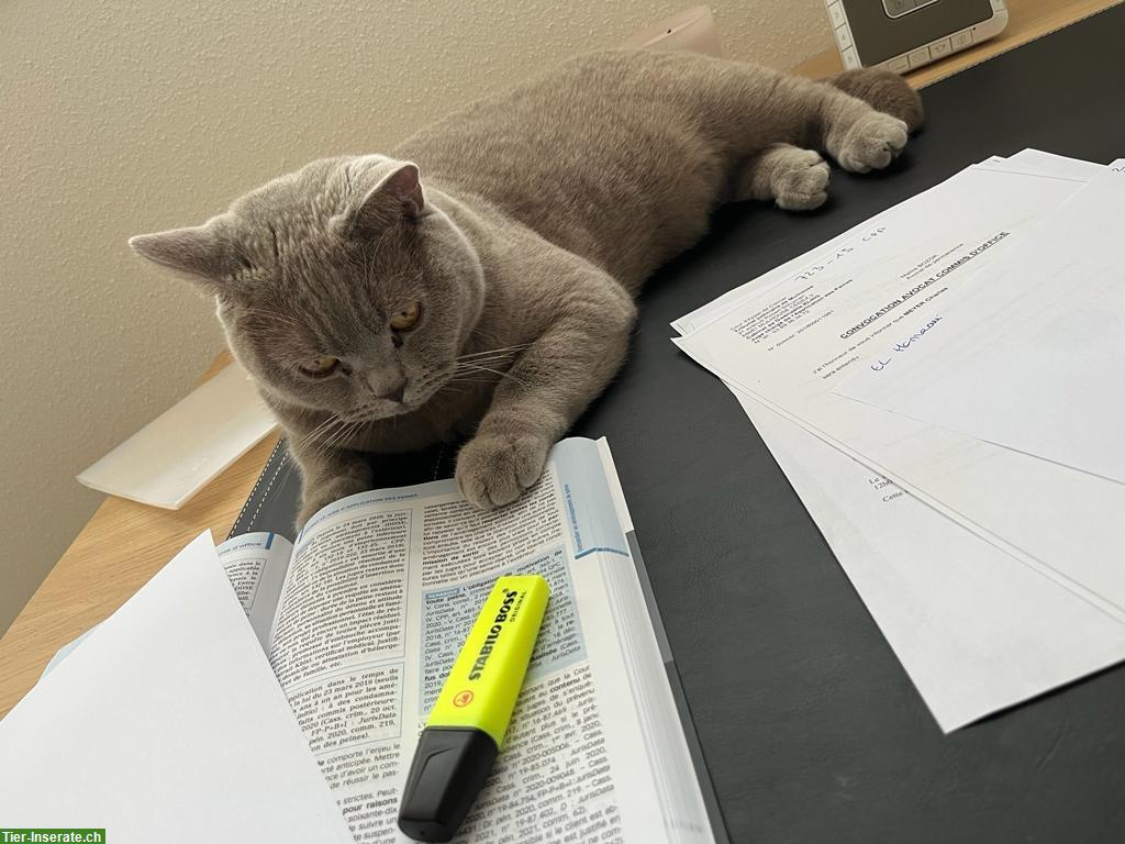 Bild 3: BKH Kater in lilac abzugeben