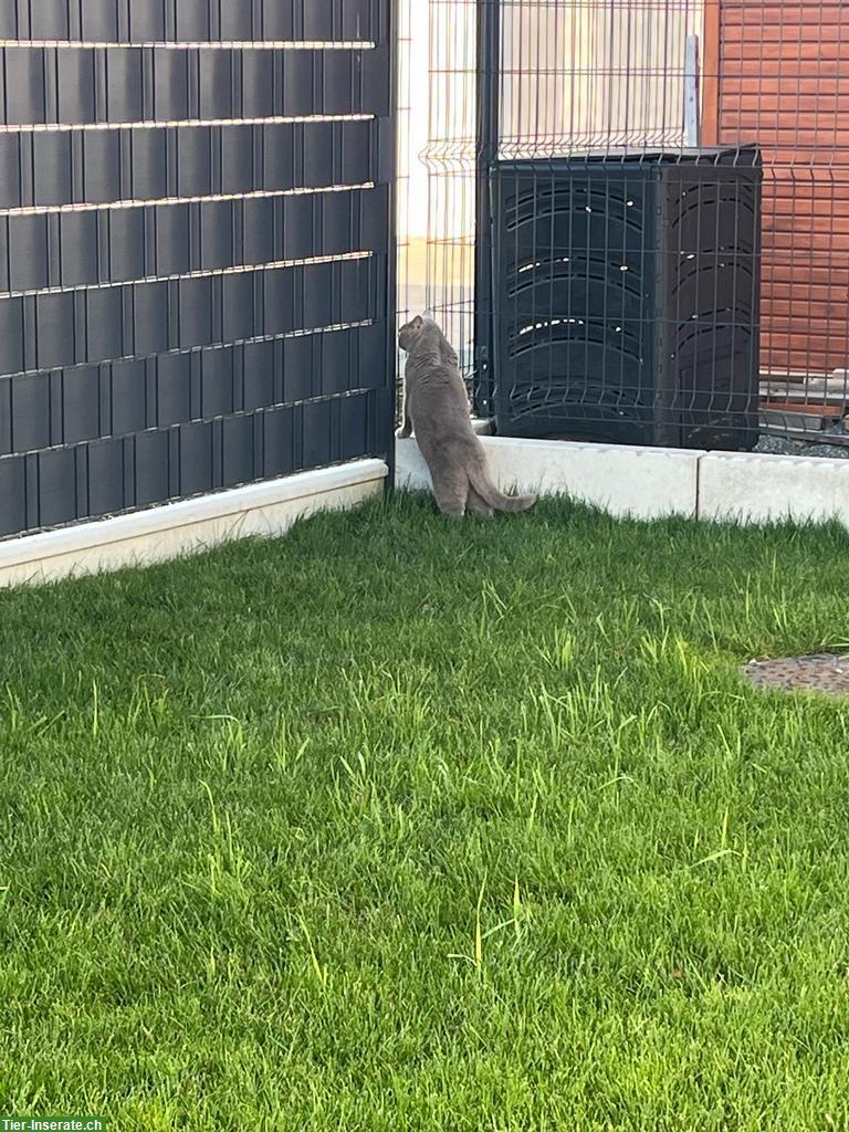 Bild 4: BKH Kater in lilac abzugeben