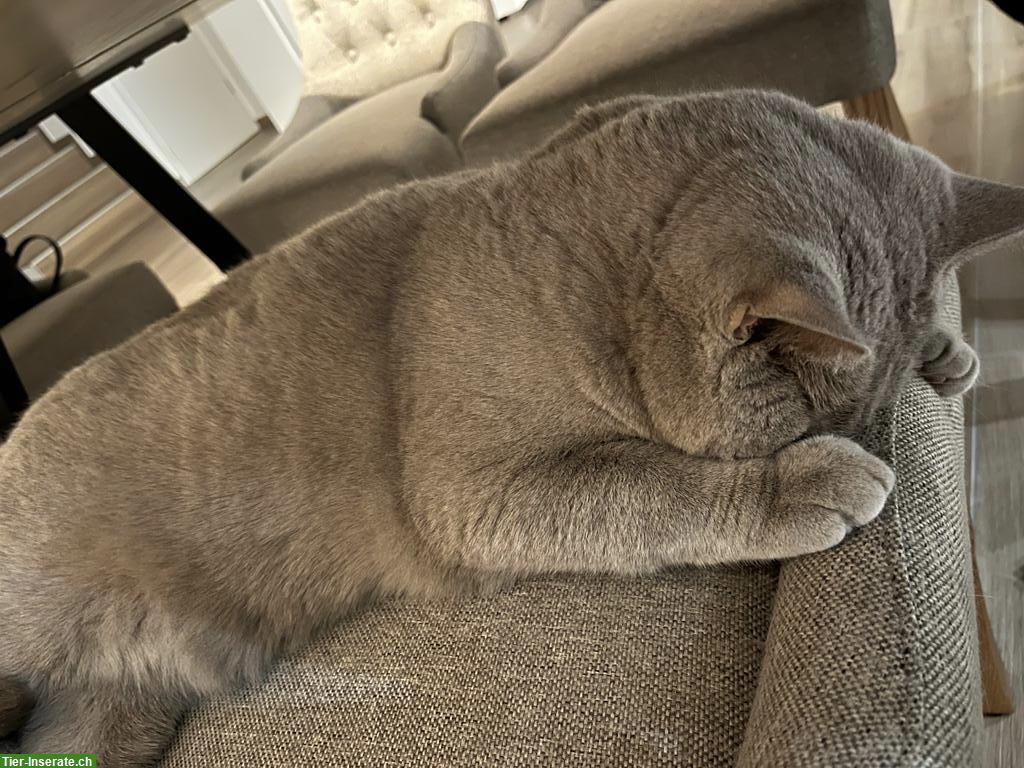 Bild 5: BKH Kater in lilac abzugeben