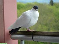 Flugkalotten | Zucht- & Jungtauben abzugeben