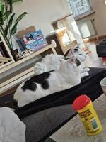 Dringend 2 Hauskatzen m/w zu verkaufen