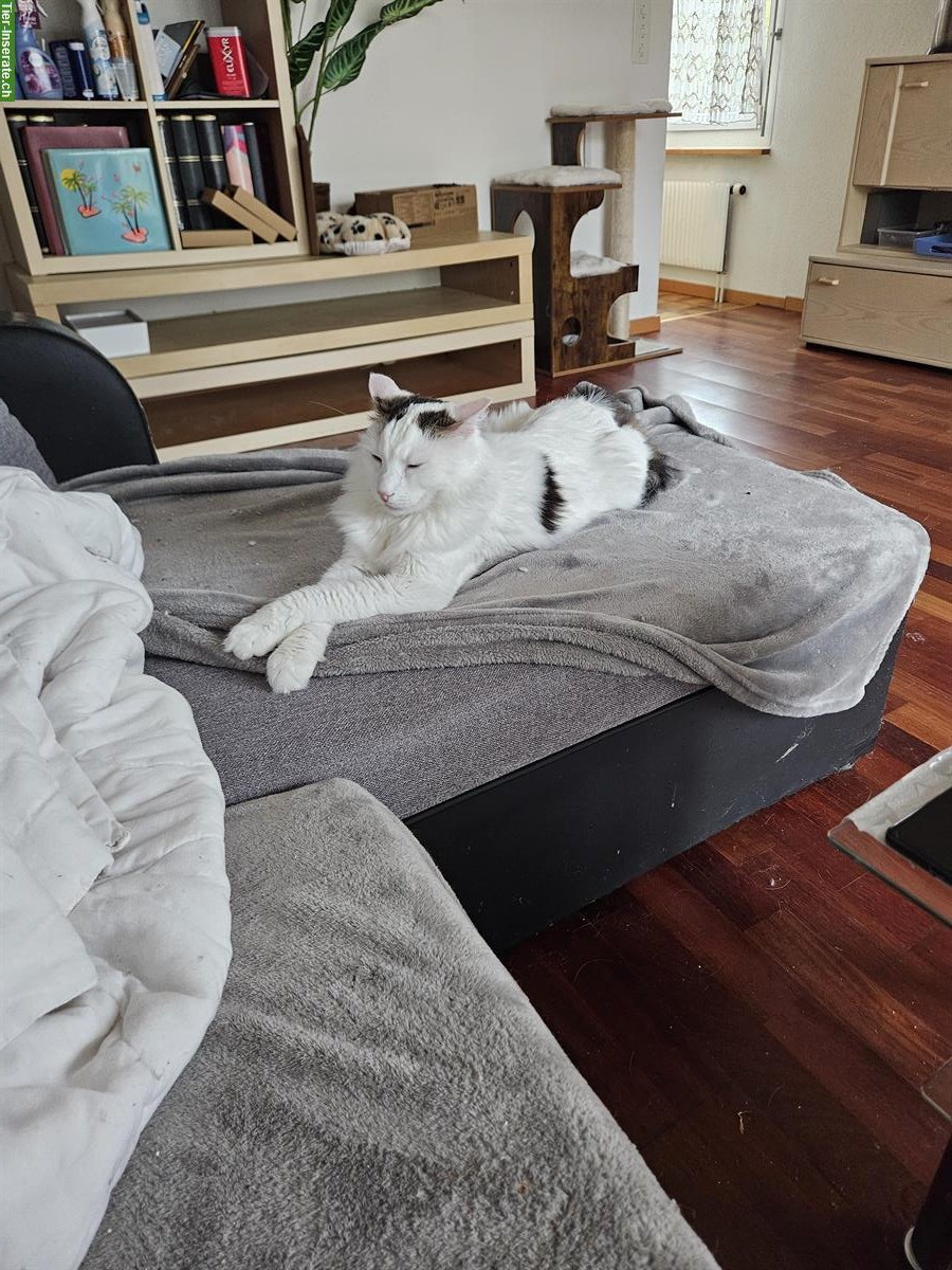 Bild 2: Dringend 2 Hauskatzen m/w zu verkaufen