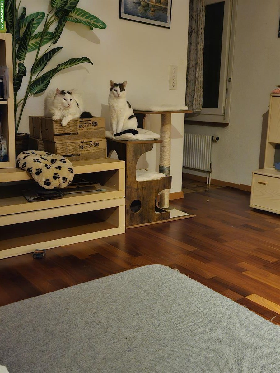 Bild 3: Dringend 2 Hauskatzen m/w zu verkaufen