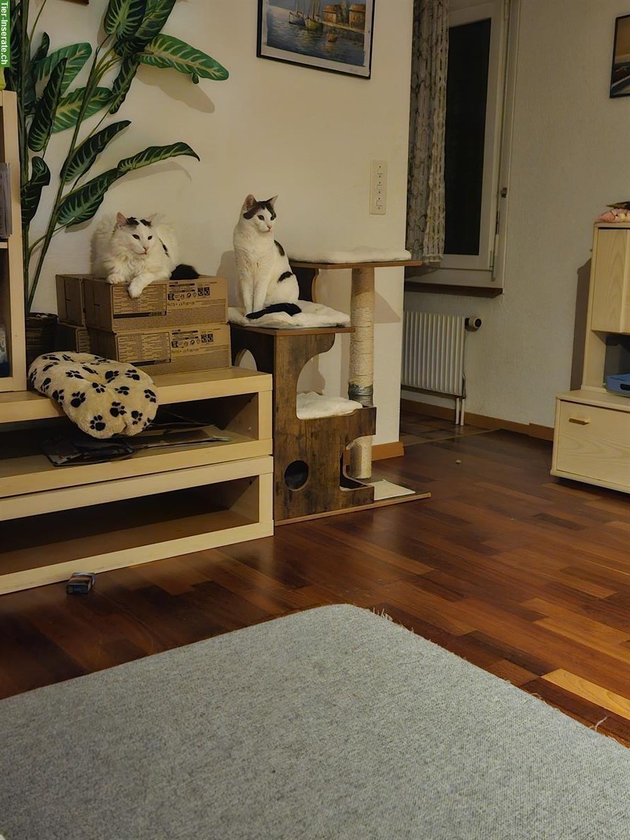 Bild 4: Dringend 2 Hauskatzen m/w zu verkaufen