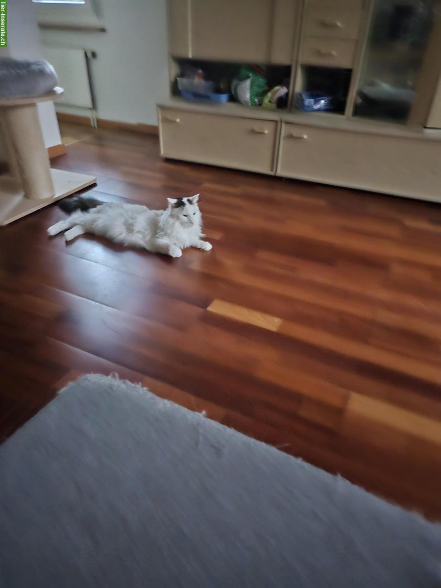 Bild 5: Dringend 2 Hauskatzen m/w zu verkaufen