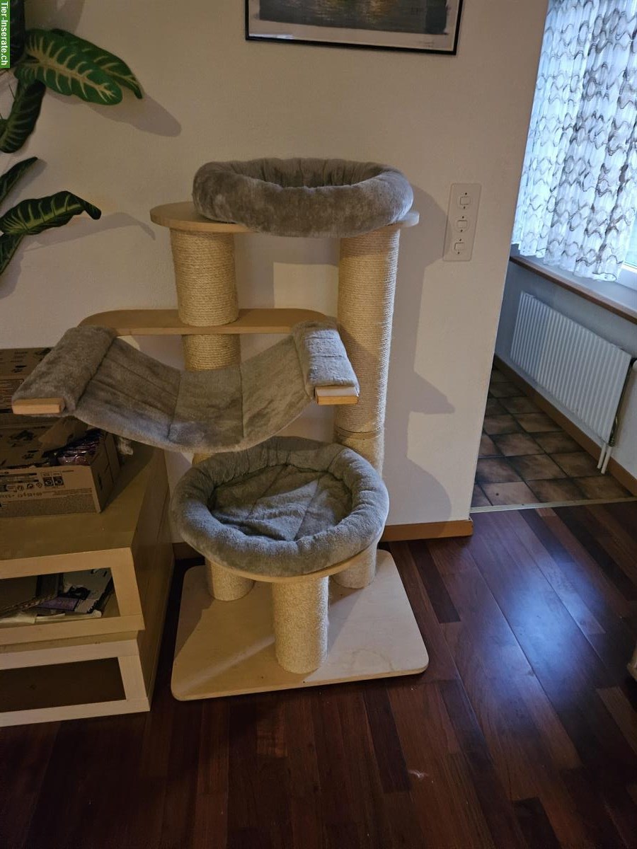 Bild 7: Dringend 2 Hauskatzen m/w zu verkaufen