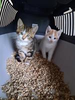 Junge Katzen vom Bauernhof zu verkaufen