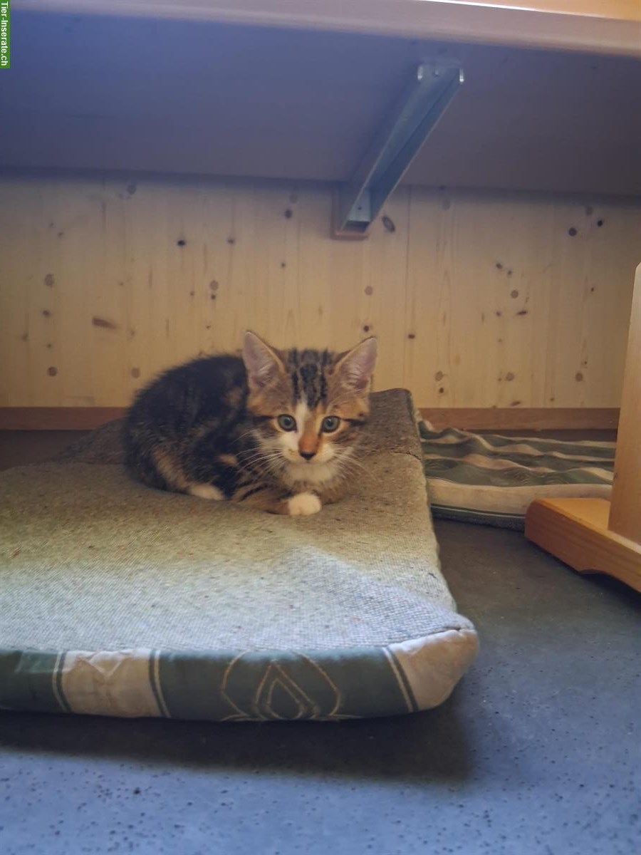 Bild 2: Junge Katzen vom Bauernhof zu verkaufen