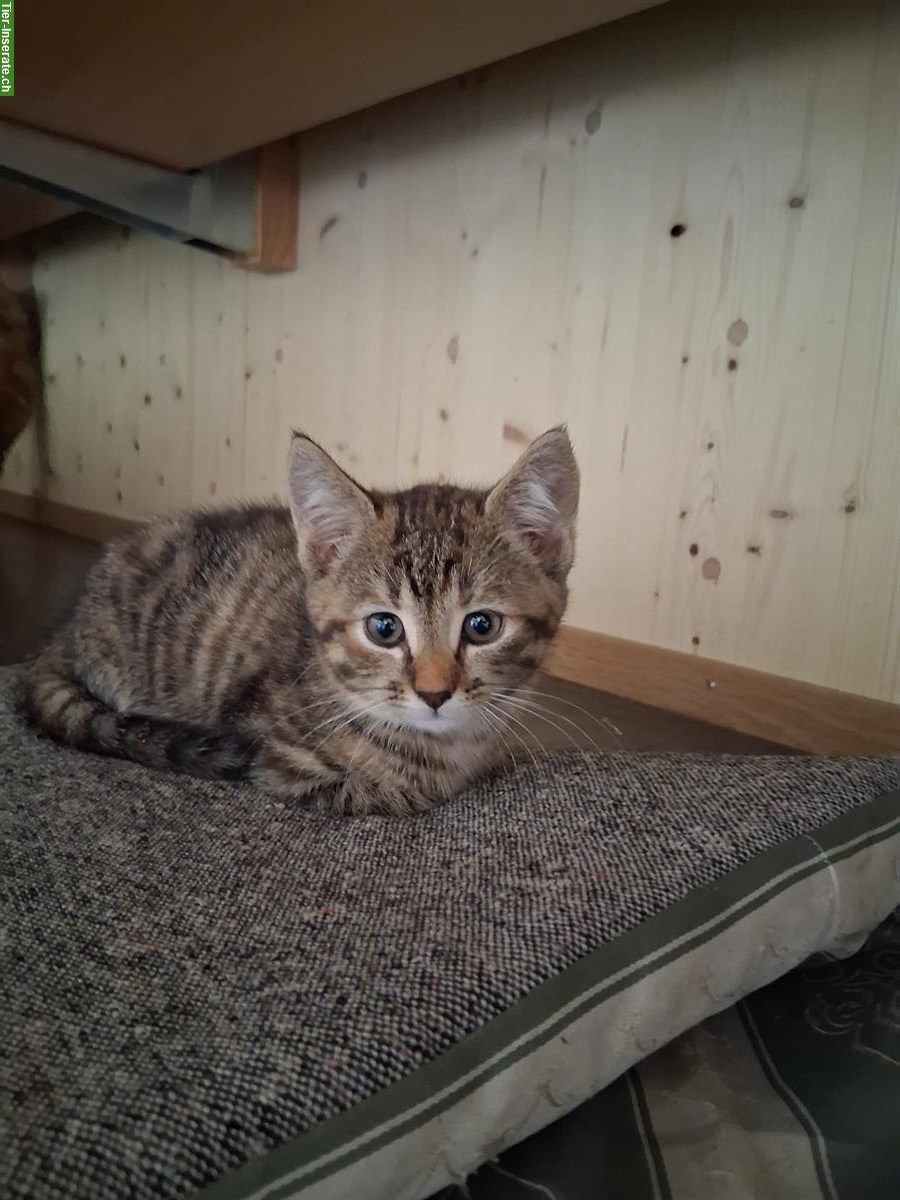 Bild 3: Junge Katzen vom Bauernhof zu verkaufen