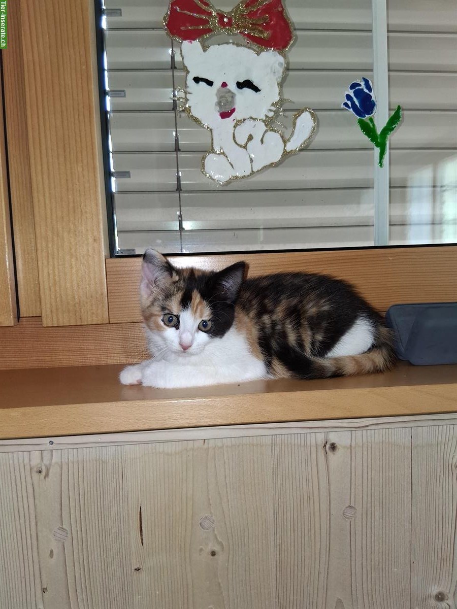 Bild 4: Junge Katzen vom Bauernhof zu verkaufen