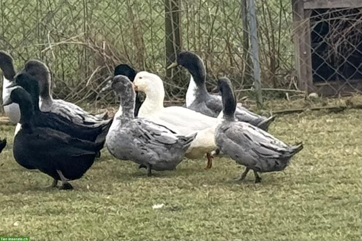 Bild 2: Pommernenten weiblich zu verkaufen