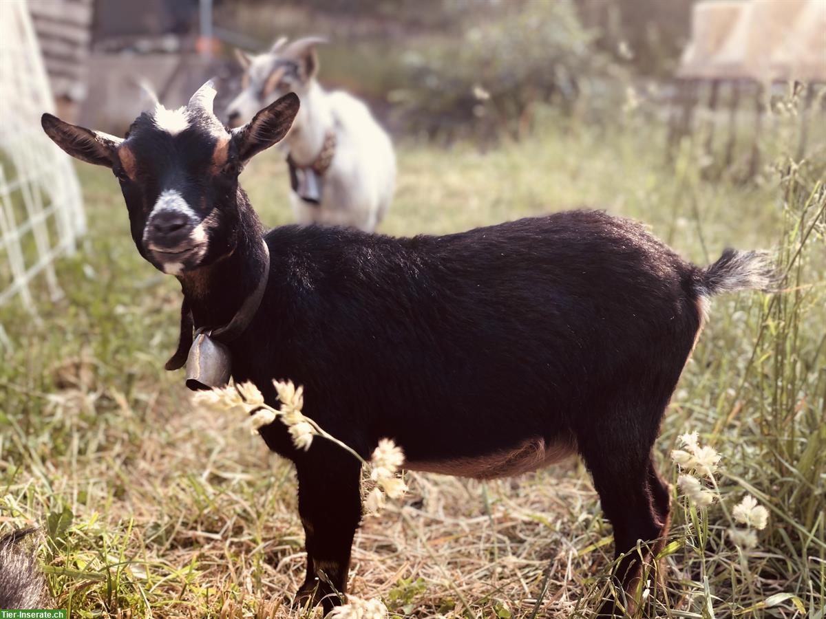 Zwergziegen Weibchen zu verkaufen